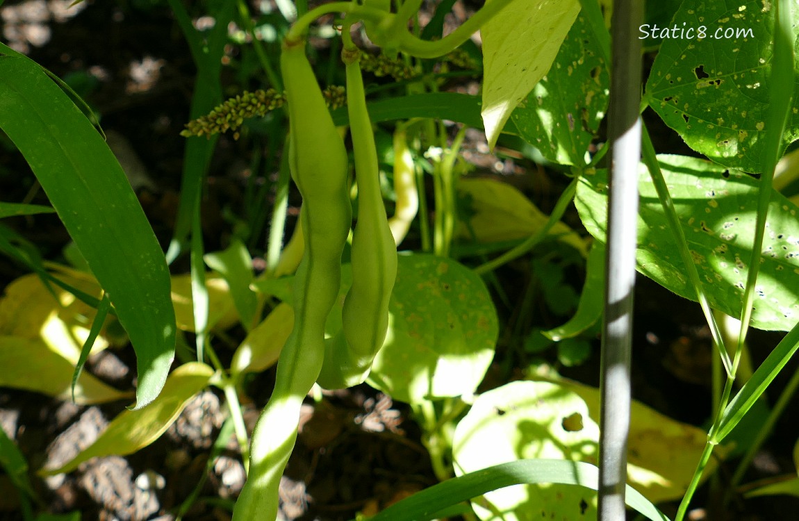 Beans hanging from the plant