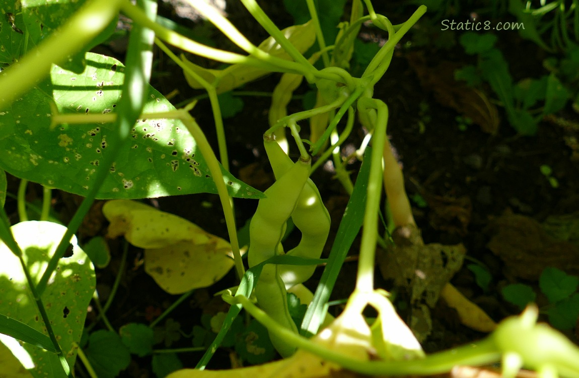 Bean pods hanging from the plant