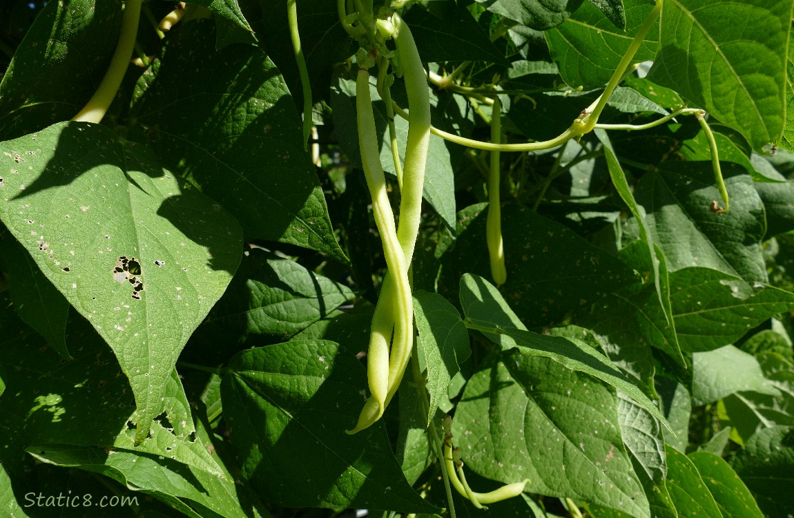 Wax Beans hanging from the plant, twirled together