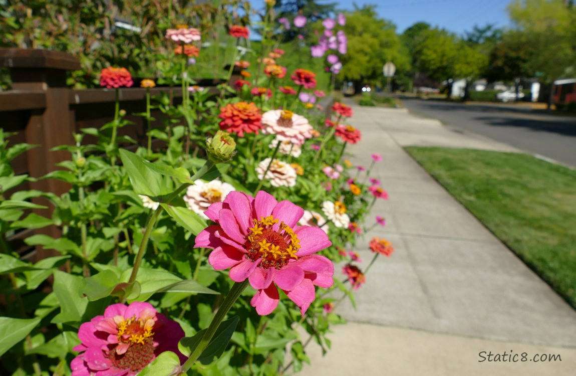 Zinnia blooms along a city sidewalk