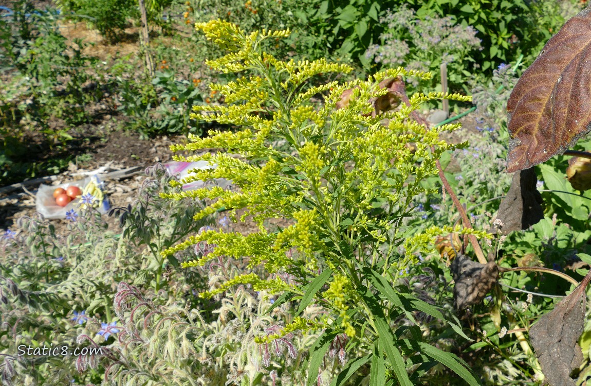 Yellow blooms on a weed