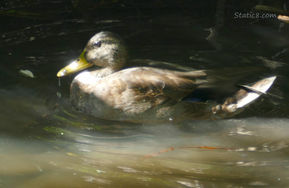 Mallard paddling on the water