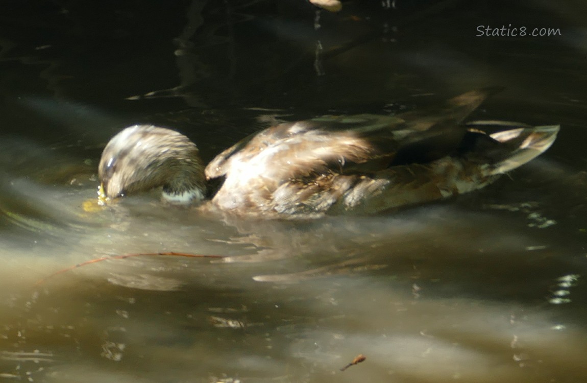 Mallard dabbling in the water