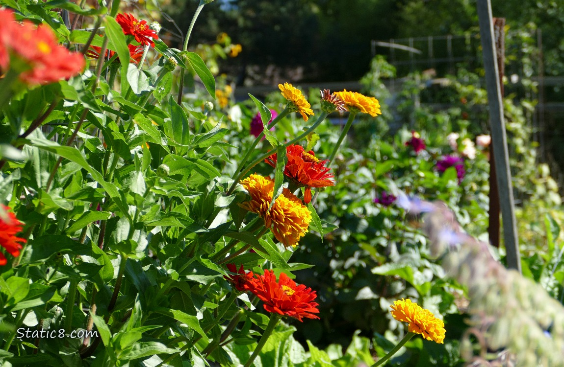 Zinnias