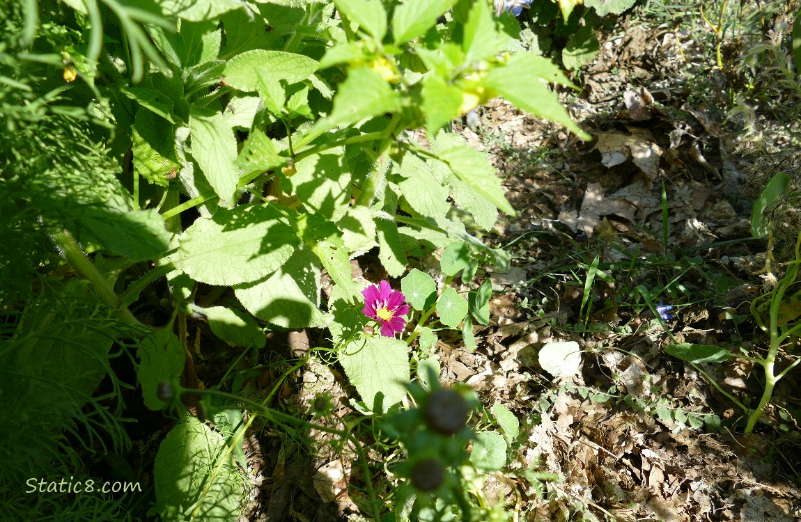 Looking down at a single cosmos bloom