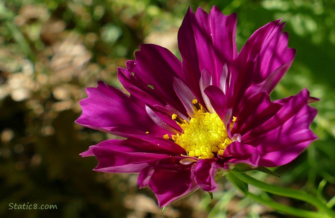 Red violet Cosmos bloom
