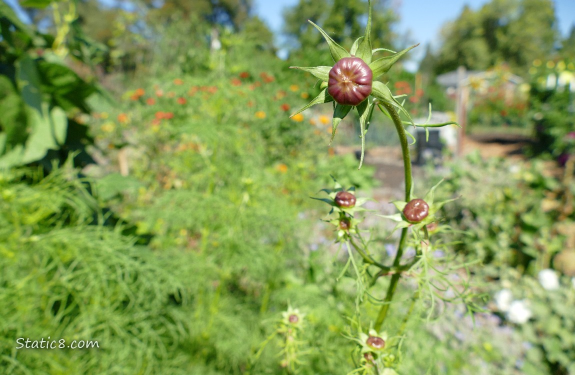 Bud of a Cosmos bloom with garden plot behind
