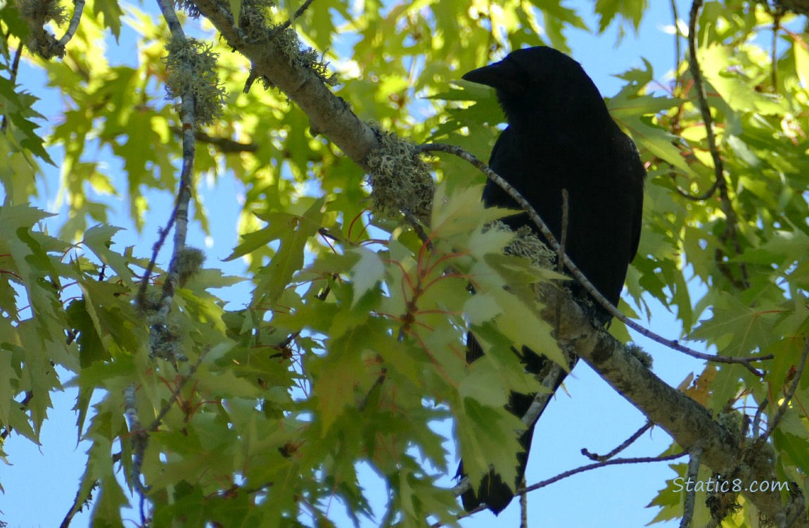Silhouette of a crow standing in a tree