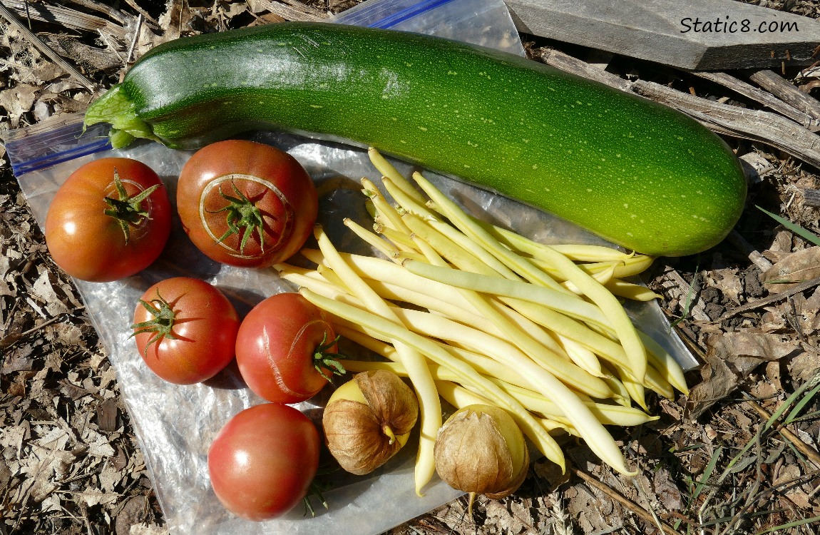 Harvested veggies layin on a ziplock bag on the ground