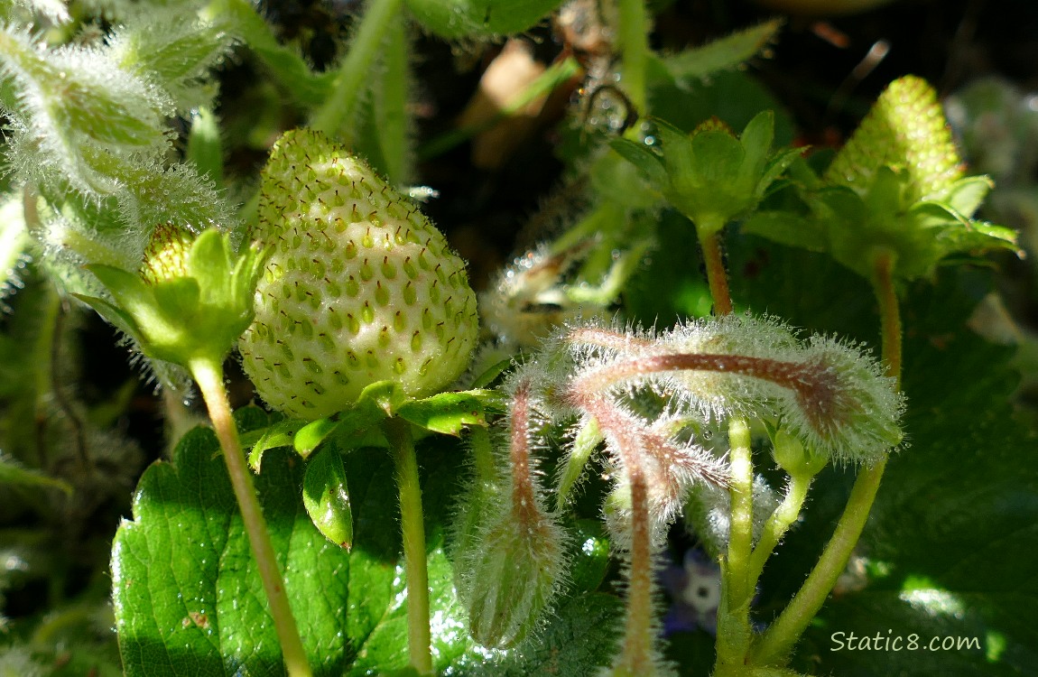Green Strawberries growing on the plant