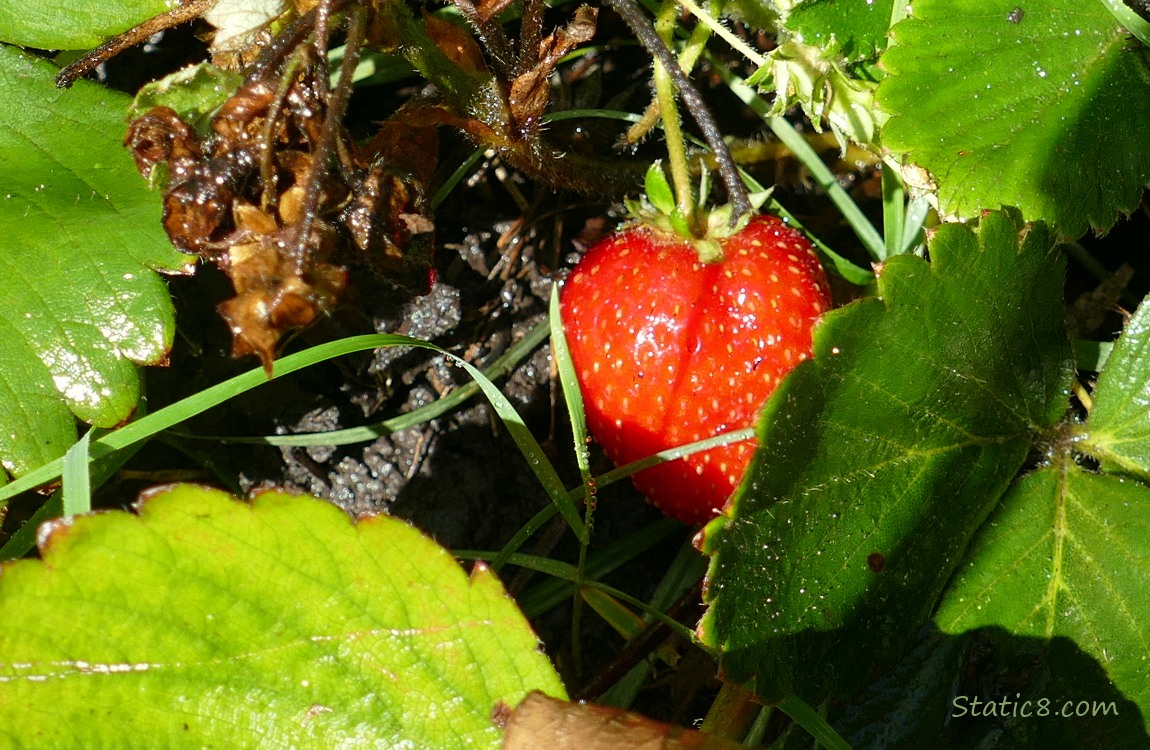 Ripe Strawberry on the plant
