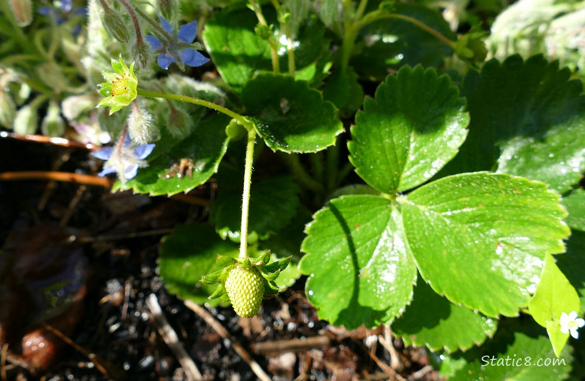 Small, green strawberry hanging from the plant