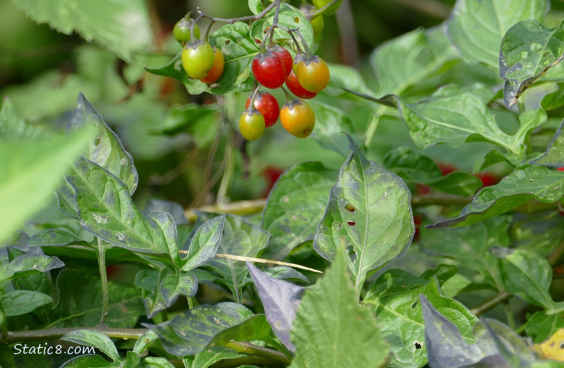 Bittersweet Nightshade berries and leaves