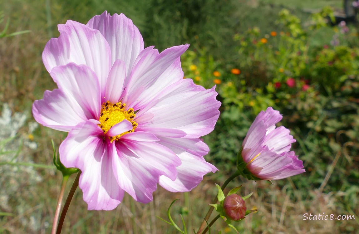 Cosmos bloom