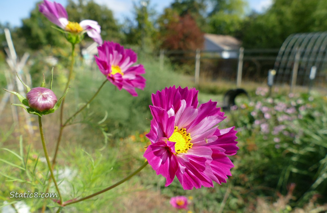 Cosmos blooms in the Community Garden