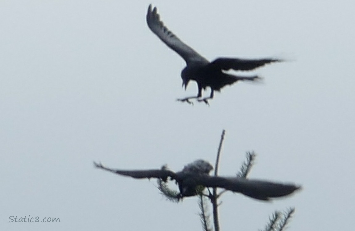Silhouette of two crows and the top of a fir tree