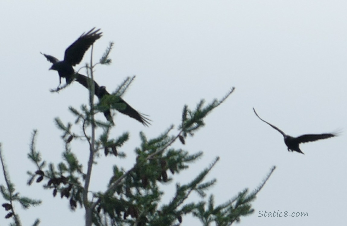 Silhouette of three crows at the top of a fir tree
