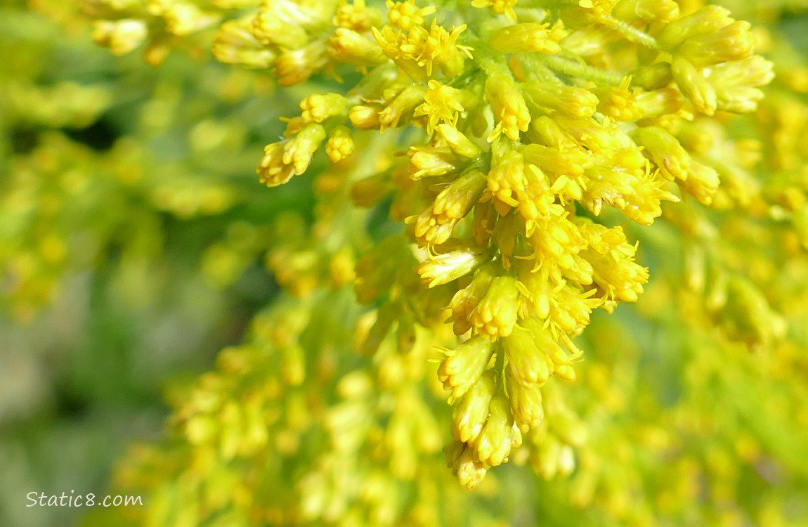 Close up of Goldenrod flowers