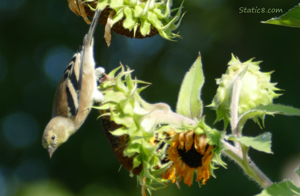 American Goldfinch perched upside down on a sunflower seed head