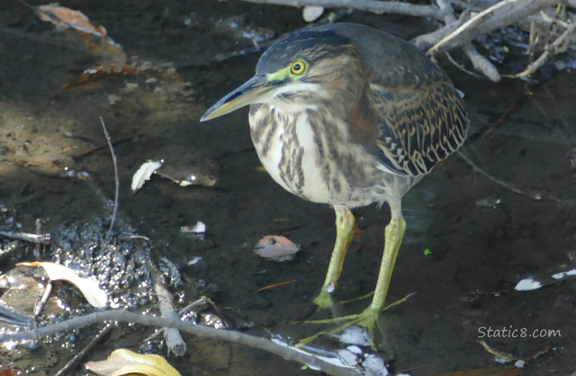 Green Heron standing in very shallow water