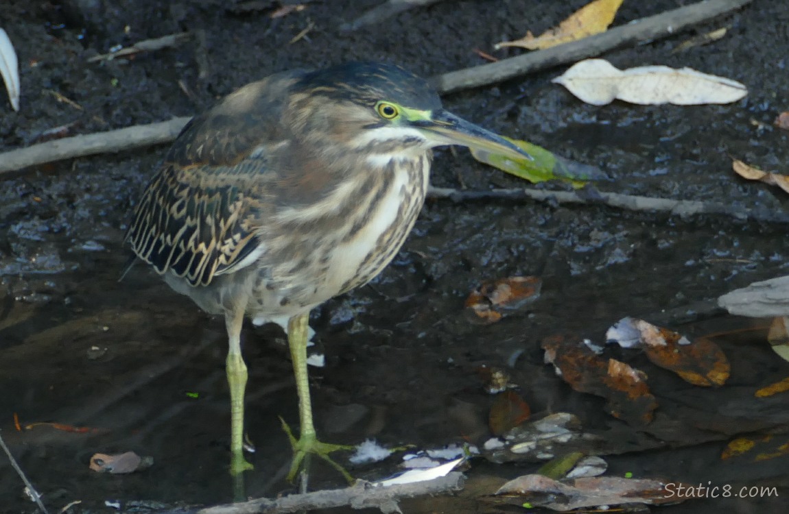 Green Heron standing in very shallow water