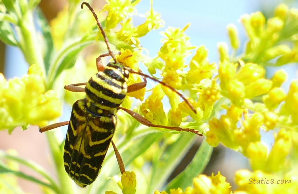 Black and yellow beetle on the Goldenrod