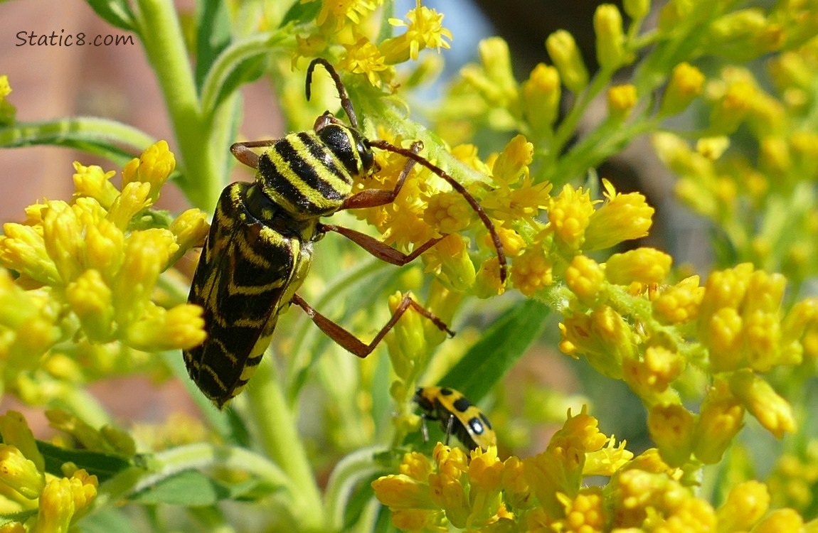 Locust Borer and Cucumber Beetle
