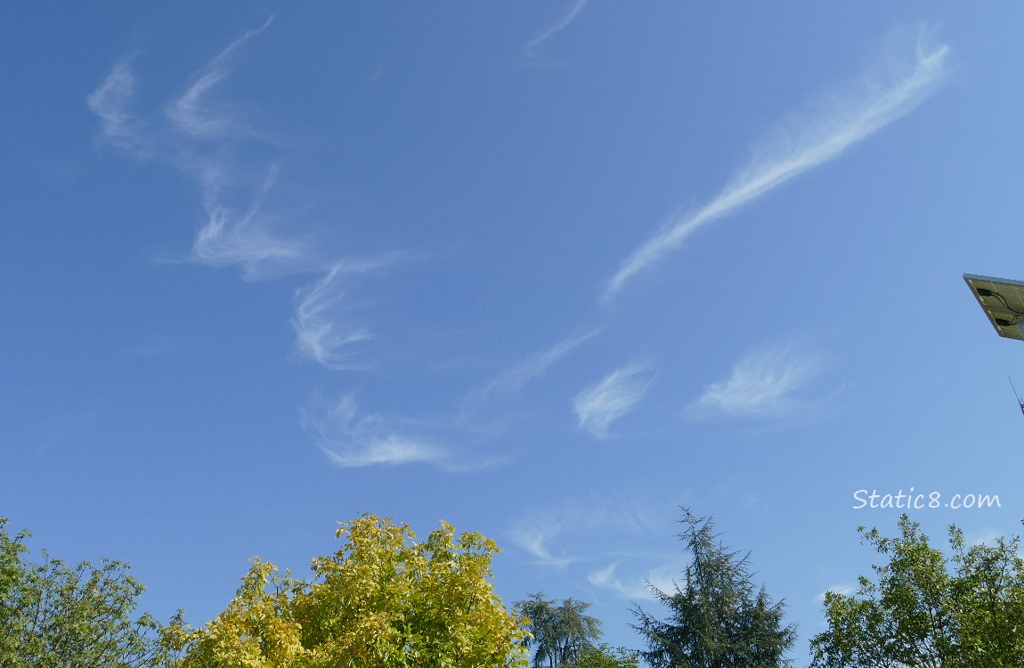 Wispy clouds in a blue sky over the trees