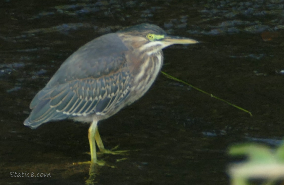 Green Heron standing in very shallow water