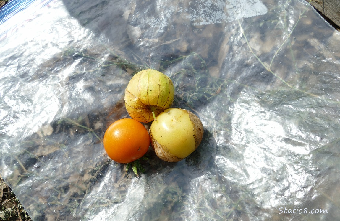Harvested veggies laying on a ziplock bag