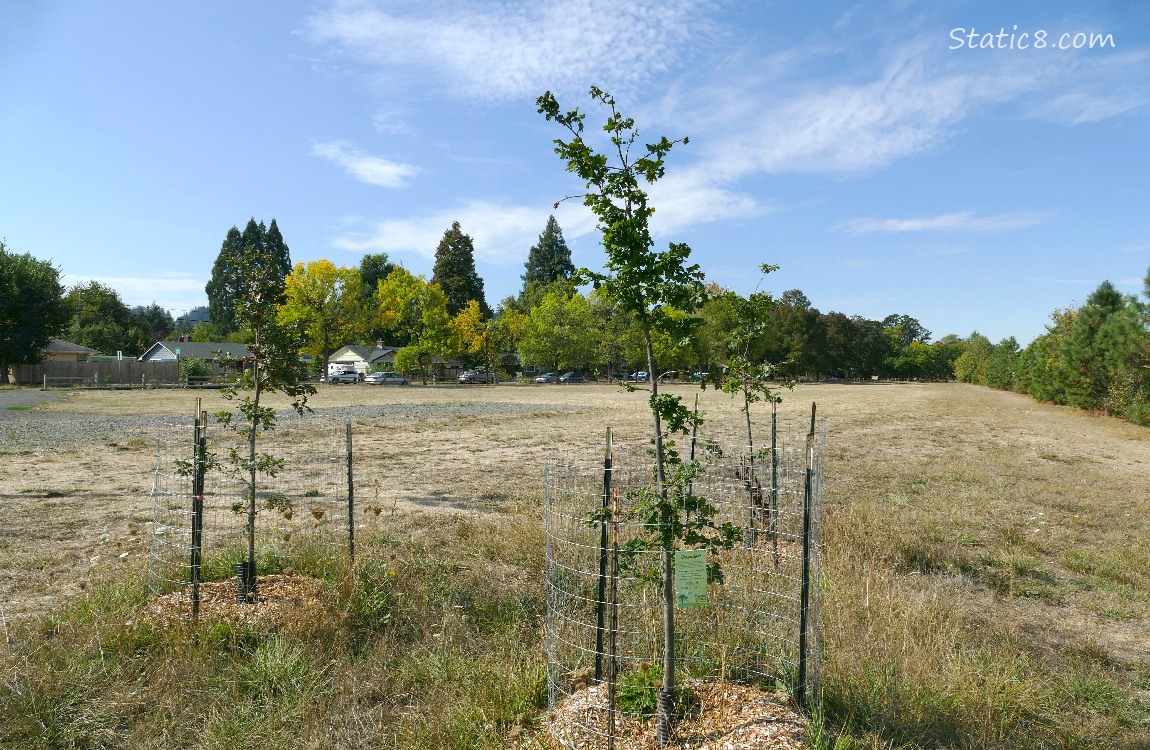 Oak saplings with a field of grass