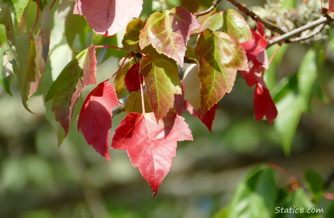 Red Maple leaves changing for autumn