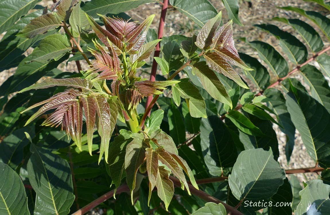 Looking down at the branches and leaves of a Tree of Heaven