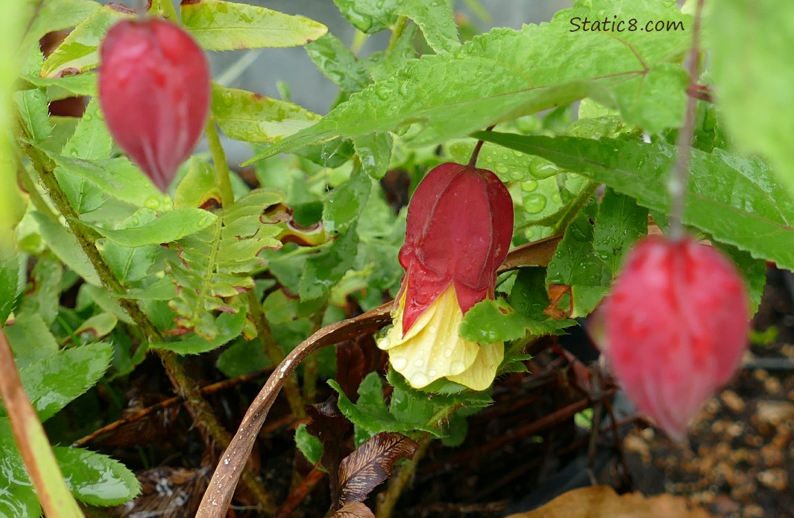 Red and yellow flowers