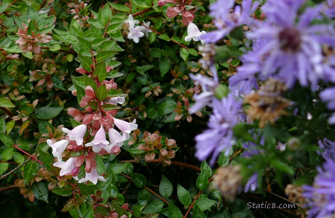 flowering hanging from a bush