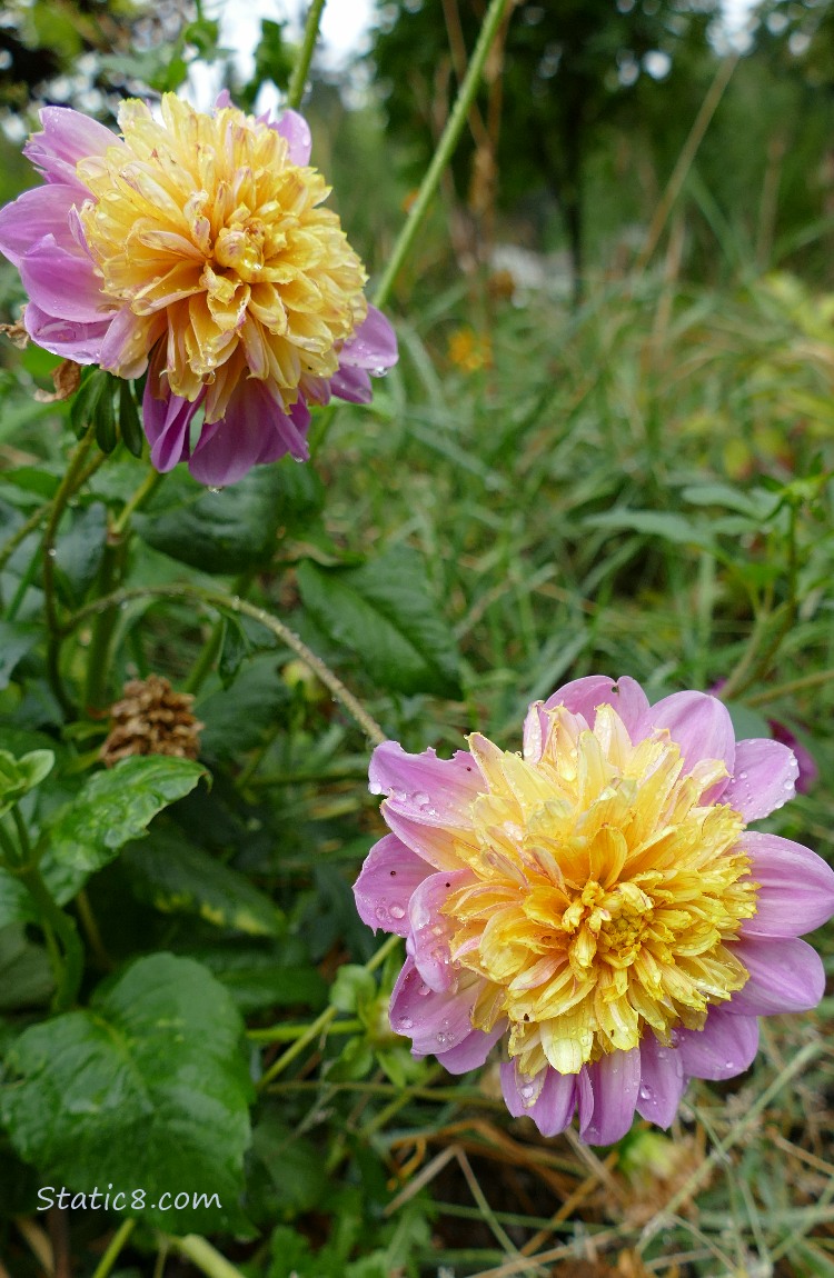 Dahlias