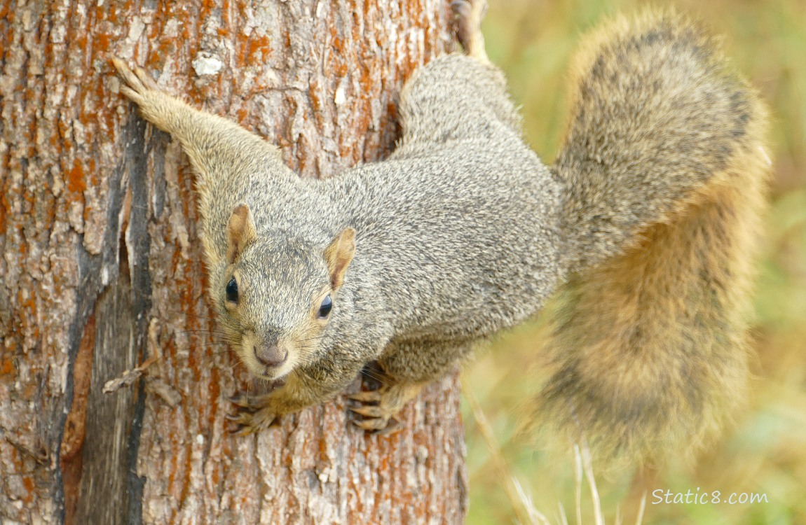 Squirrel hanging sideways from a tree trunk