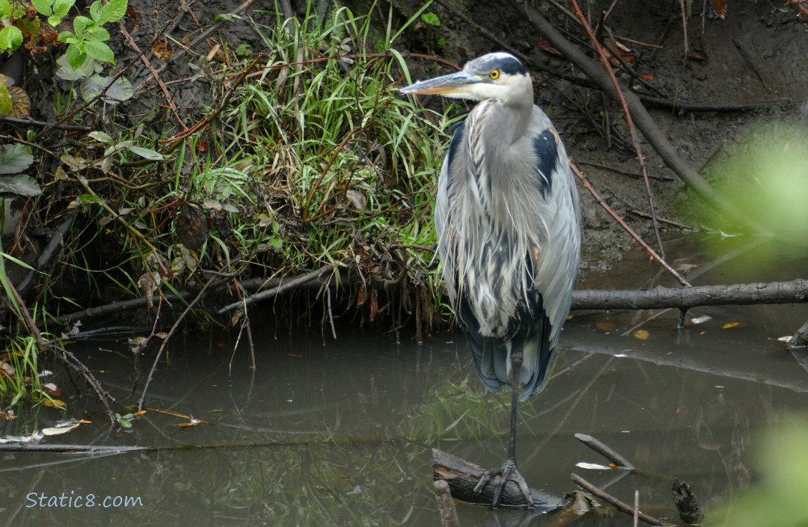 Great Blue Heron standing on a log in the water