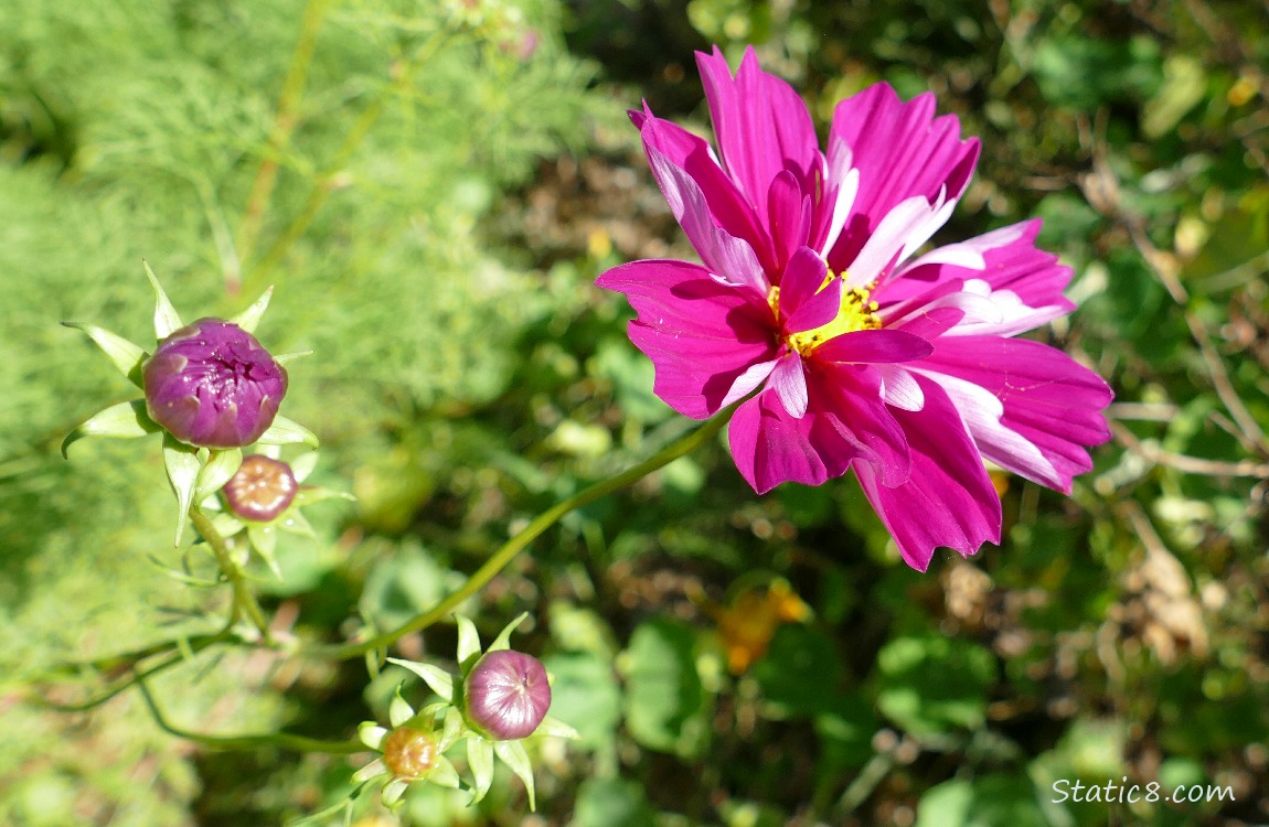 dark pink Cosmos bloom