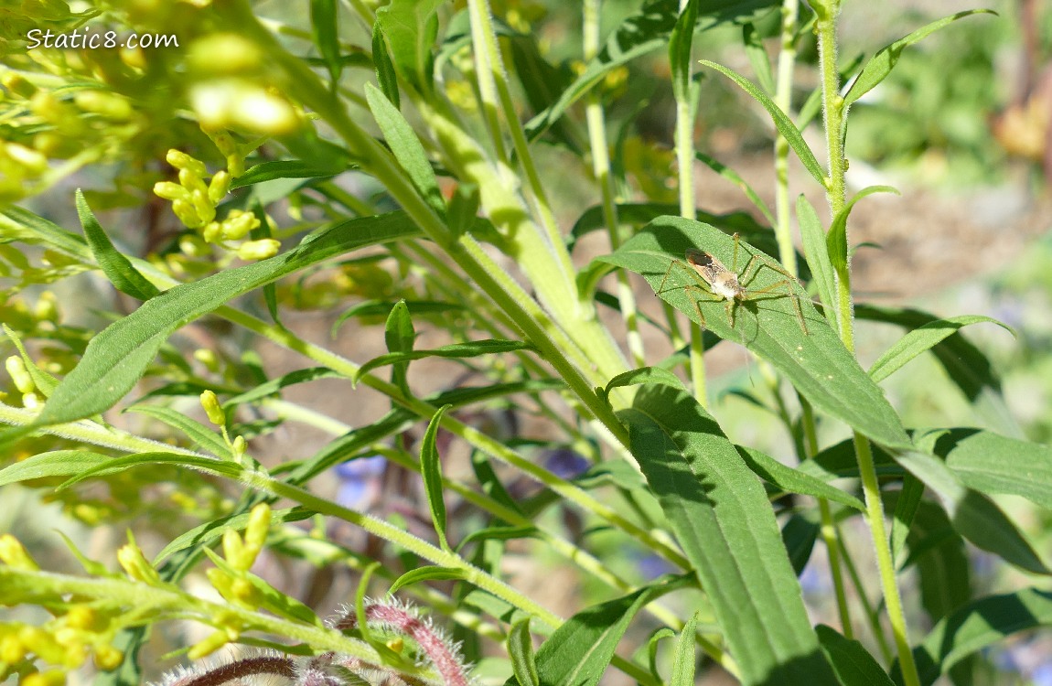 a beetle standing on a leaf of Goldenrod plant