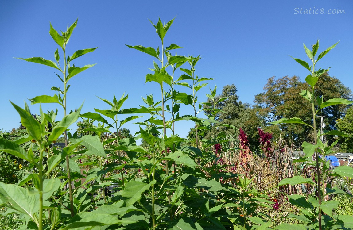 Looking up at a Sunchoke plant with blue sky in the background