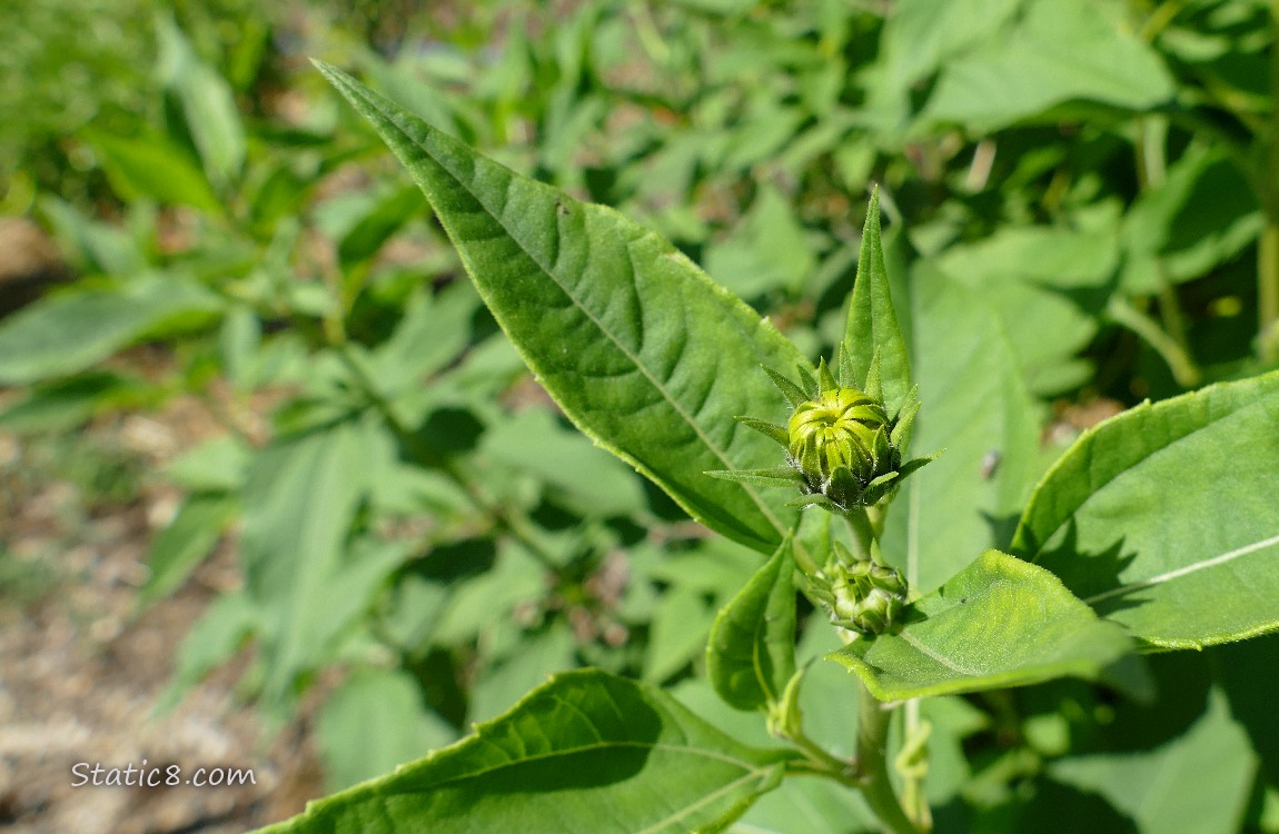 Bud of a flower on a Sunchoke