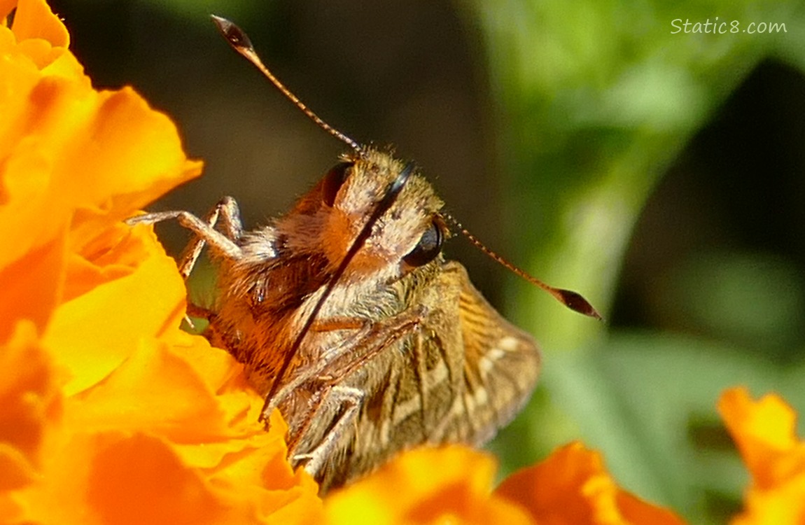 Woodland Skipper on a orange Marigold