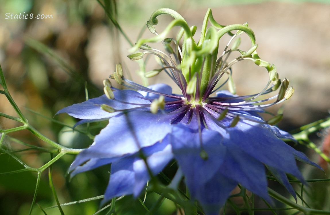 Close up of a Love Mist bloom