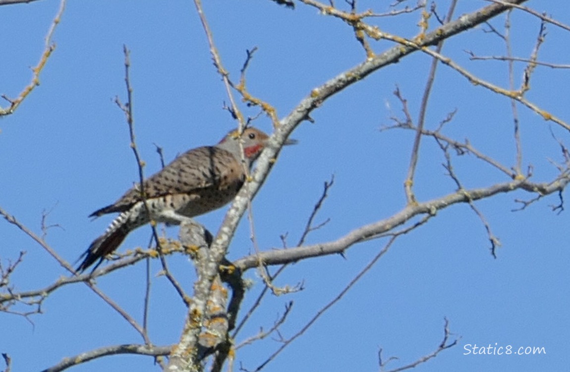 Northern Flicker standing in a dead tree