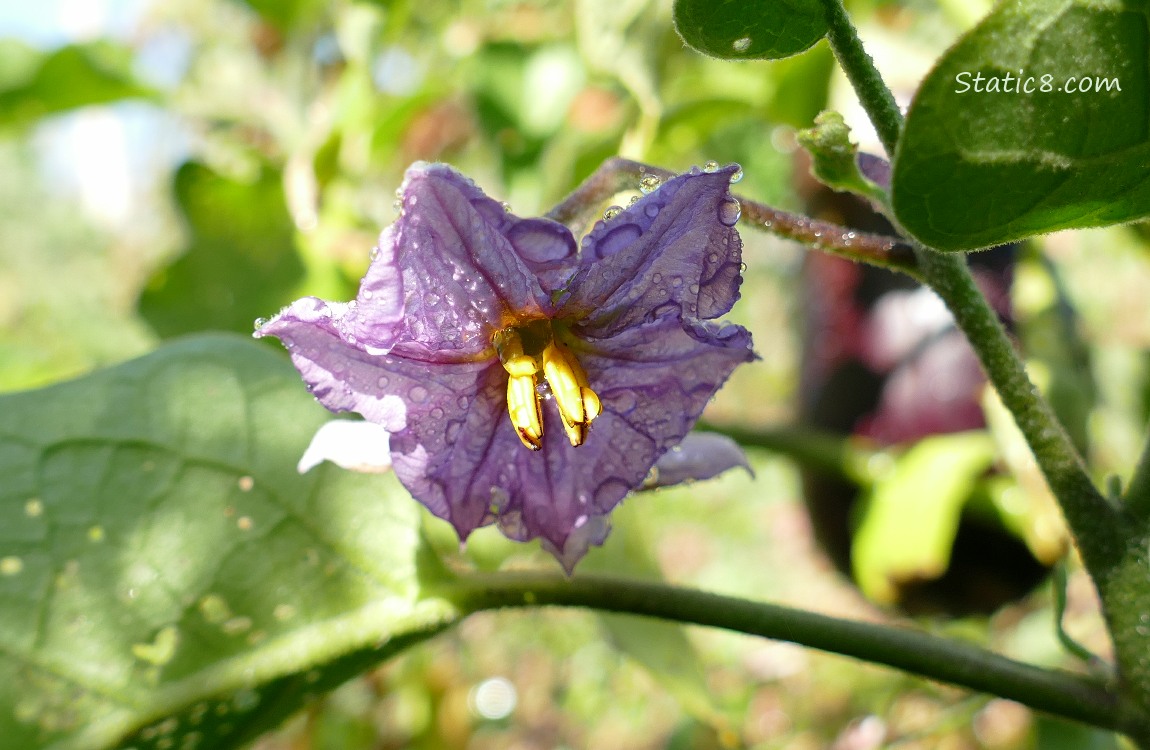 Aubergine bloom