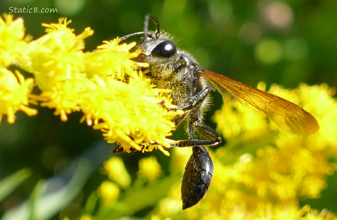 Black wasp hanging from a Goldenrod bloom
