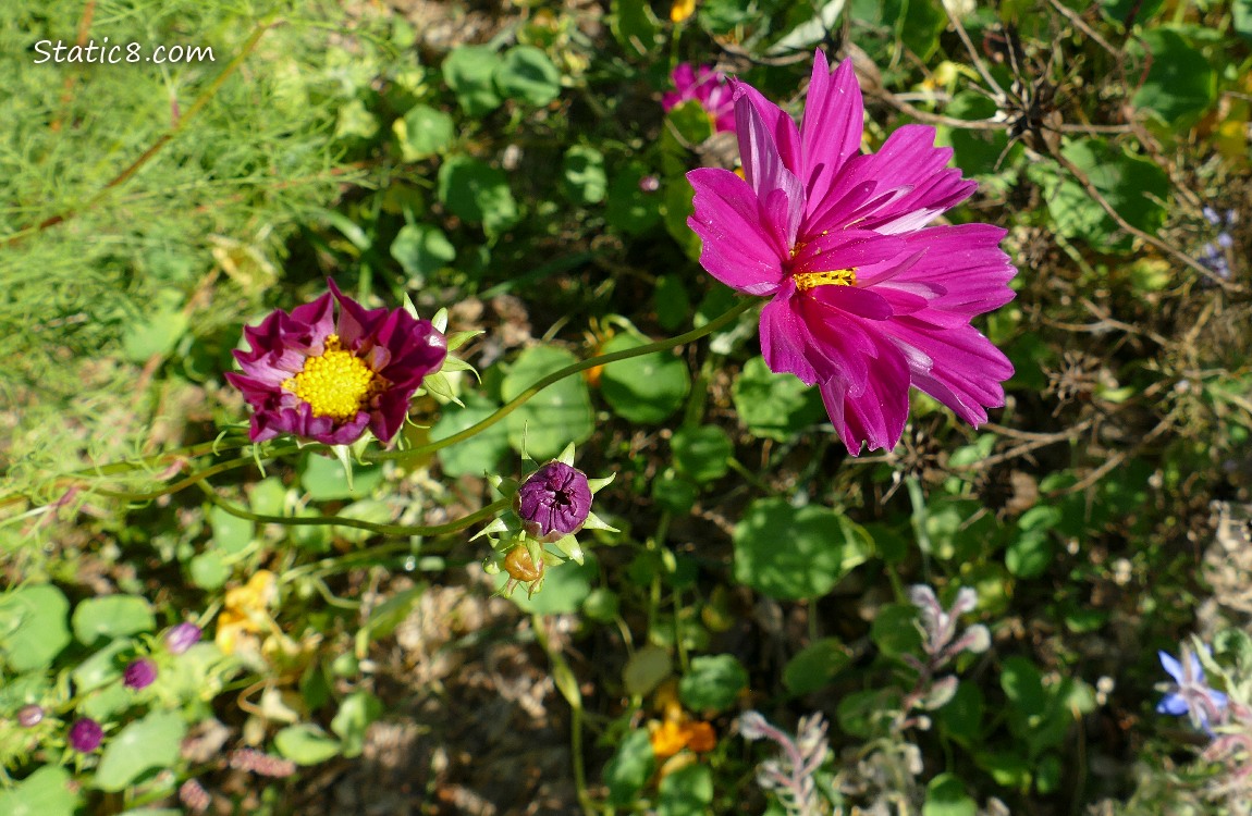 Dark pink Cosmos blooms and buds
