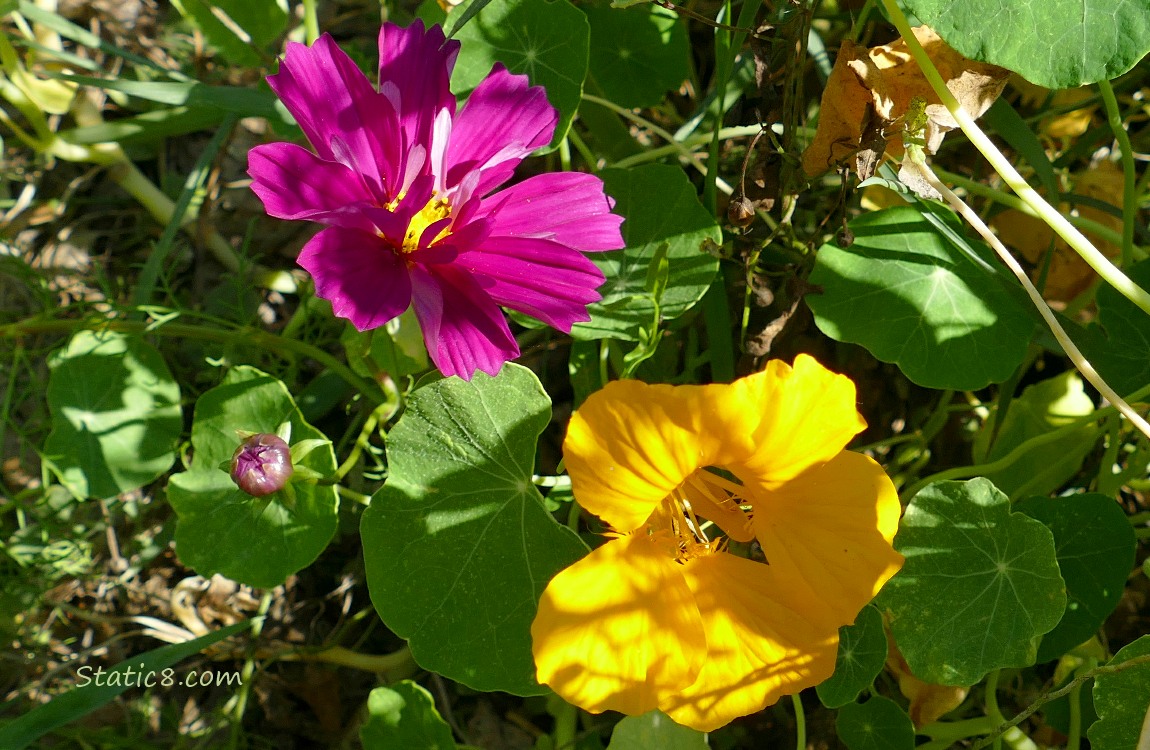 Dark pink Cosmos bloom next to a yellow Nasturtium bloom