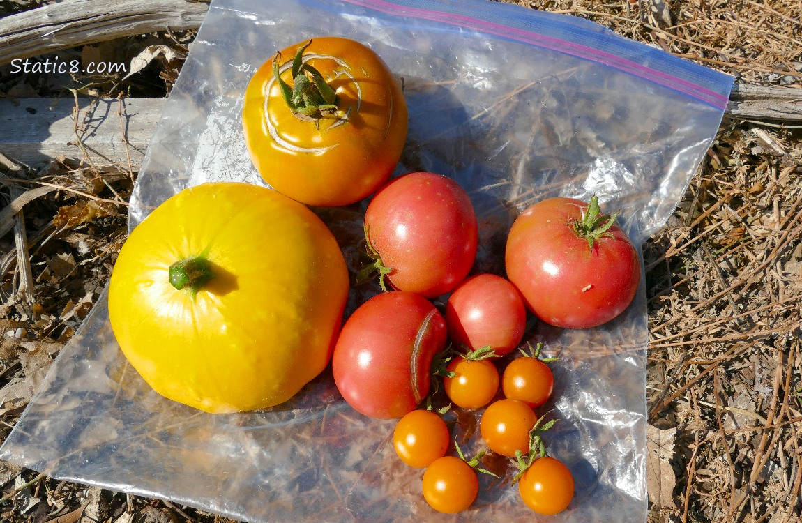 Harvested veggies on a ziplock bag on the ground